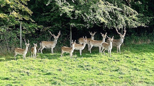 Formosan sika deer